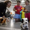 <strong>Where's the mechanical rabbit?</strong> Holland Hayden (left) of Youth Bridge helps friends ...