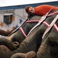 Pachyderm pillow Performer Anna Kaudia rests her head on an elephant Sunday before entering the tent...