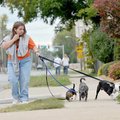 <b>Three-dog walk</b>
Evelyn Thomasson had her hands full as she attempted to walk her puppy Bella,...