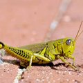 A grasshopper sat on the brick sidewalk of West Central Avenue in downtown Bentonville on Wednesday....