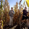 Fayetteville High School seniors Skyler Gambert (left) and Adam Servies run through corn rows Wednes...