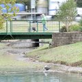 Patricia Rackler of Centerton walked with her two dogs, Sassy and Sammy, across one of the bridges o...