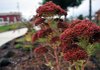 Autumn Joy sedums were planted at the new butterfly/hummingbird park, at the intersection of First and Cherry streets in downtown Rogers.