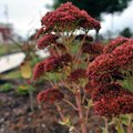 Autumn Joy sedums were planted at the new butterfly/hummingbird park, at the intersection of First a...