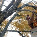 Chris Allen with the Fayetteville Parks and Recreation Department wraps a string of Christmas lights...