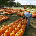 Bill Tennison of Fayetteville arranges pumpkins Friday at Sequoyah United Methodist Church in Fayett...