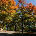 Alisha Staggs of Fayetteville walks her dog, Shelby, beneath a pair of sugar maples Sunday at Wilson...