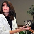 Rachel Morris, 14, of Gravette, showed students at LifeWay Christian School in Centerton her Virgini...