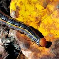 A caterpillar made its way down a path littered with fallen leaves at Tanyard Creek in Bella Vista o...