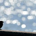 A small bird was silhouetted as it rested on the Lake Bella Vista dam bridge on Tuesday.