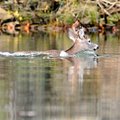 A buck deer made a chilly crossing of the White River near the town of Beaver early Wednesday mornin...