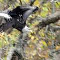 A bald eagle glided down to gather speed beneath a background of fall foliage as it left its perch i...
