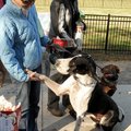 Glad ta meet cha:Pam Greenlee coaxed her great Dane, Kaiser, into a handshake while she and Jen Grue...