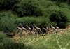 A herd of giraffes runs in the proposed Bandingalo National Park, which is part of the Boma-Jonglei ecosystem in south Sudan and the site of one of the world’s largest mammal migrations.