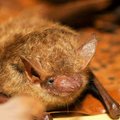 A tricolor bat sat camouflaged against a bed of leaves during a presentation by Devil’s Den State Pa...