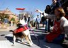 Julie Ironside, a volunteer with the Fayetteville Animal Shelter, tosses a disc for Brie, a 4-year-old shepherd/beagle mix, Saturday along the Fayetteville Square. Volunteers bring dogs out to the Fayetteville Farmers Market in hopes of getting them adopted. 


