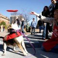 Julie Ironside, a volunteer with the Fayetteville Animal Shelter, tosses a disc for Brie, a 4-year-o...