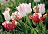 Tulips come in a wide range of colors and forms.