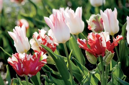 tulips-come-in-a-wide-range-of-colors-and-forms