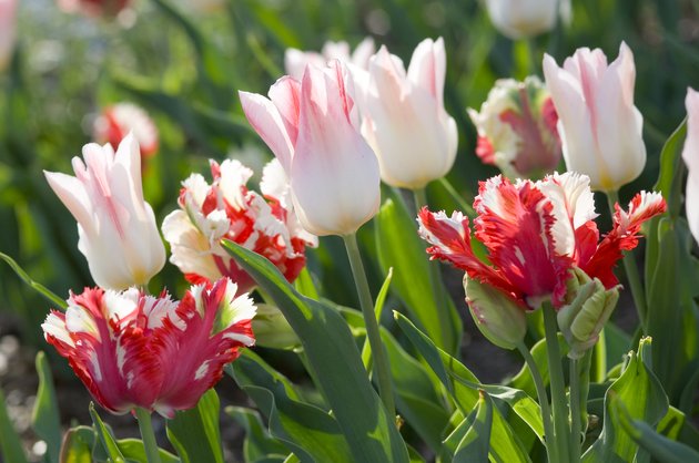 tulips-come-in-a-wide-range-of-colors-and-forms