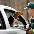 Sally, a beagle owned by Bryan and Michelle Sbabo of Fayetteville, watches as Clark Reames, forest s...