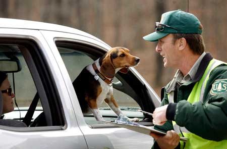Sally, a beagle owned by ...