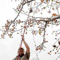 Richard Sutherland began the monthlong process of stringing Christmas lights Monday at NorthWest Ark...