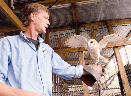 rodney-paul-of-el-paso-shows-off-cheyenne-the-barn-owl-one-of-several-birds-of-prey-he-keeps-in-captivity-he-shows-such-birds-to-school-and-other-groups-paul-operates-a-raptor-rehabilitation-center-at-his-home-caring-for-sick-wounded-or-abandoned-raptors-until-they-are-ready-to-be-released-back-into-the-wild