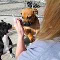 Donna Miles, manager of the Bella Vista Animal Shelter, worms two boxer-mix puppies Thursday that we...