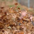 Ryan Spencer, 1, of Fayetteville, plays in leaves at Wilson Park on Thursday afternoon.
