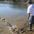 Bret Hornaday of Longview, Texas, trains his dog, Colonel, at Lake Bella Vista on Wednesday to retri...