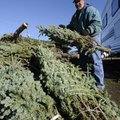 Warren Latzig of Merrill, Wis., unloads trees and wreaths Wednesday. Wisconsin Tree Farms will open ...