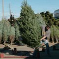 Eric Petruzates of Wisconsin Tree Farms in Merrill, Wis., sets up Christmas trees Wednesday in the G...