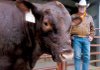 Esquire's Navigator, recently named the national Grand Champion Red Poll Bull, is seen with owner, Phil Wyrick of Pulaski County.