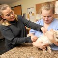 Carrie Jones, office manager for the Animal Services Division, left, injects a microchip beneath the...
