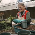 Gloria McIntosh of Greenland, greenhouse manager for Fayetteville Parks and Recreation, repots plant...