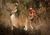 A decoy deer tempts illegal deer hunters in Southwest Arkansas. Hidden nearby in the woods was Arkansas Game & Fish Commission Wildlife Sgt. Mark Kennemore, waiting for a chance to catch an illegal hunter.