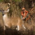 A decoy deer tempts illegal deer hunters in Southwest Arkansas. Hidden nearby in the woods was Arkan...