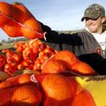 <strong>Orange you glad?</strong> Eric Vaughn of Bentonville loads bags of oranges onto his roadside...