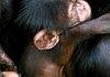 Mahale holds her unnamed baby chimp, born on August 28th, around her enclosure Wednesday morning at the Little Rock Zoo.