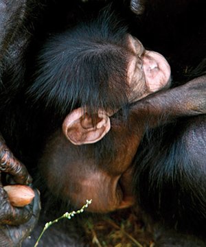 Mahale holds her unnamed baby chimp, born on August 28th, around her enclosure Wednesday morning at the Little Rock Zoo.