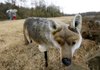 Pedestrians stroll around the walkway Tuesday past a coyote decoy at Carol Ann Cross Park in Fort Smith. The city’s Parks and Recreation Department installed the decoys to deter ducks and geese from the walkway surrounding the lake. 