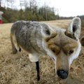 Pedestrians stroll around the walkway Tuesday past a coyote decoy at Carol Ann Cross Park in Fort Sm...