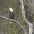 A bald eagle roosts in the Van Winkle Hollow arm of Beaver Lake last winter. Hobbs State Park-Conser...