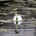 SWAN SWIM: One of four trumpeter swans that was released in February into a pond alongside Arkansas ...