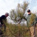 Fayetteville physician C.R. Magness (right) and Sonny Davis inspect one of the 6,000 loblolly pine t...