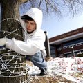 WINDING DOWN: Robert Ehrhardt of Fayetteville unwraps Christmas lights on Tuesday outside the Walton...