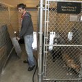 Ernie Ward cleans a dog kennel Thursday at the Bella Vista Animal Shelter. Workers make sure the ani...