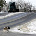 A stray dog crosses Huntsville Avenue and Mill Street on Thursday in Springdale. Officials are cauti...