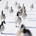 FOWL WEATHER
Geese walk Friday across the frozen pond at Murphy Park in Springdale. Springdale poli...